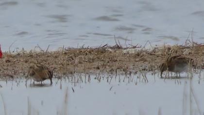Küçük suçulluğu
