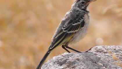 Sarı kuyruksallayan