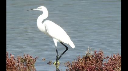 Küçük ak balıkçıl