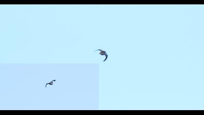 Küçük suçulluğu