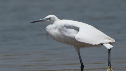 Küçük ak balıkçıl
