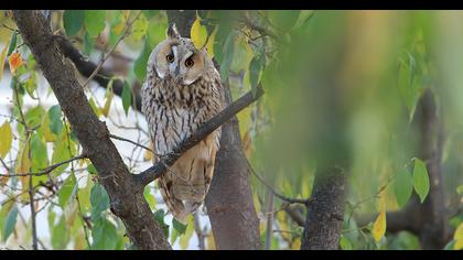 Kulaklı orman baykuşu