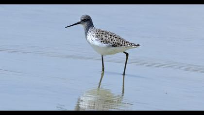 Bataklık düdükçünü