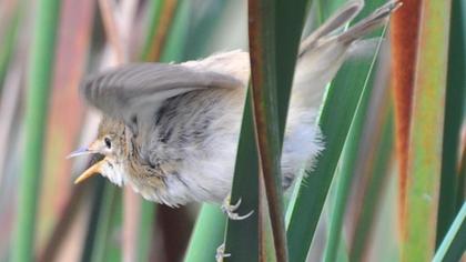 Çalı kamışçını