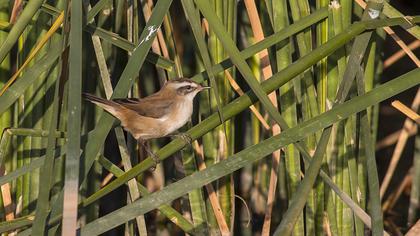 Bıyıklı kamışçın