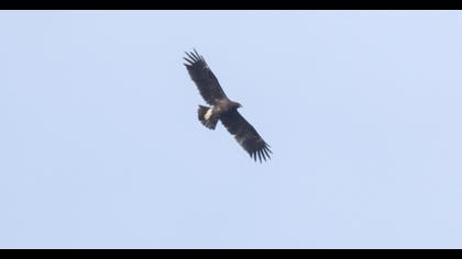 Büyük orman kartalı