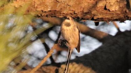 Uzunkuyruklu baştankara