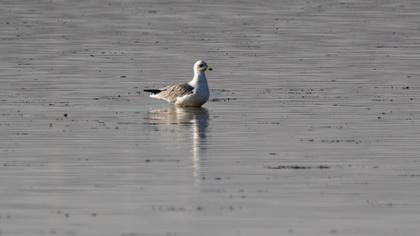 Van gölü martısı