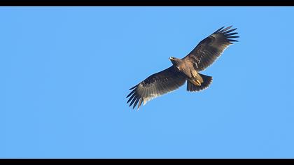 Büyük orman kartalı
