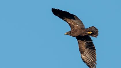 Büyük orman kartalı