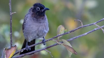 White-spectacled Bulbul