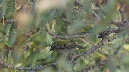 Sürmeli çalıkuşu