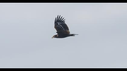 Büyük orman kartalı