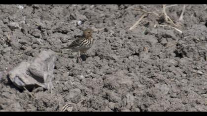 Kızılgerdanlı incirkuşu