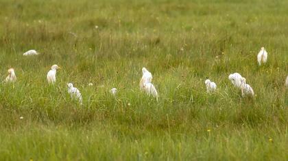 Sığır balıkçılı