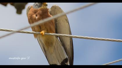 Lesser Kestrel