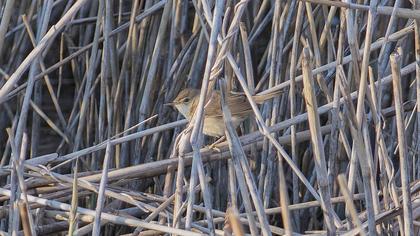Çalı kamışçını