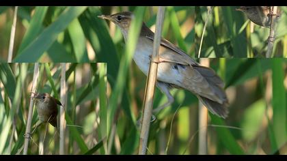 Ağaç kamışçını