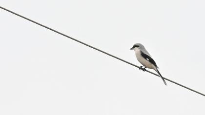 Büyük örümcekkuşu