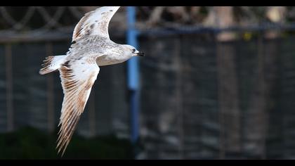 Van gölü martısı