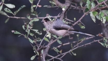 Uzunkuyruklu baştankara