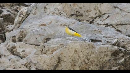 Dağ kuyruksallayanı