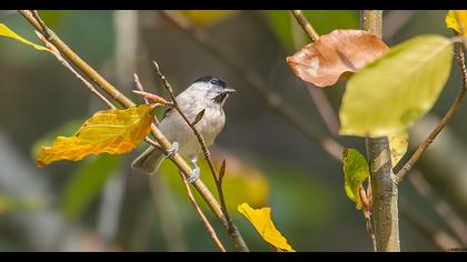 Kayın baştankarası