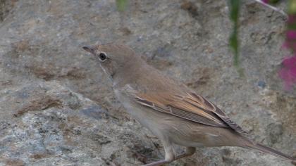 Akgerdanlı ötleğen