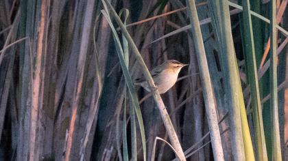 Kındıra kamışçını