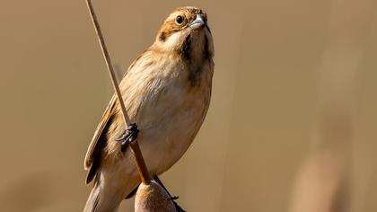 Bataklık Kirazkuşu