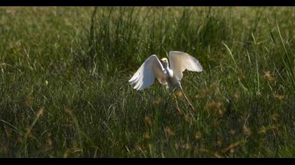 Sığır balıkçılı