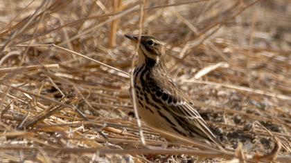 Kızılgerdanlı incirkuşu
