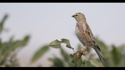 Sarıgagalı ketenkuşu