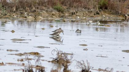 Karakarınlı kumkuşu