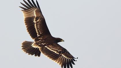 Büyük orman kartalı