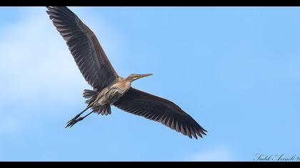 Erguvani balıkçıl