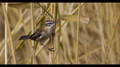 Bıyıklı kamışçın
