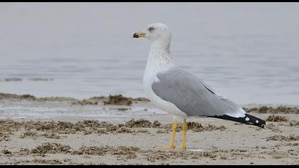 Van gölü martısı