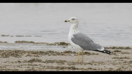 Van gölü martısı