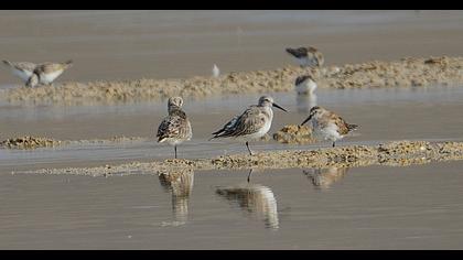 Karakarınlı kumkuşu