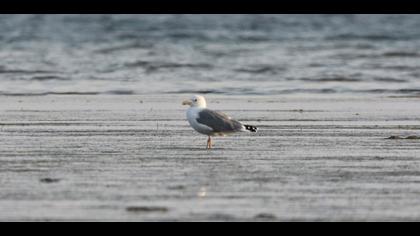 Van gölü martısı