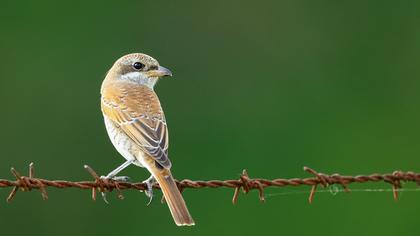 Kızılsırtlı örümcekkuşu