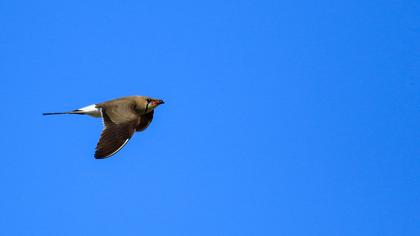 Bataklıkkırlangıcı