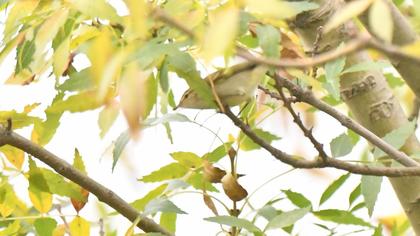 Sarıkaşlı çıvgın