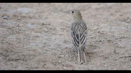 Karabaşlı kirazkuşu