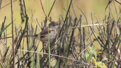 Doğu kamışçını