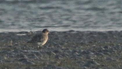 Küçük altın yağmurcun