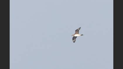 Parasitic Jaeger