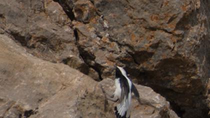 Aksırtlı kuyrukkakan