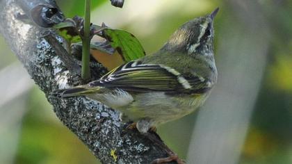 Sarıkaşlı çıvgın